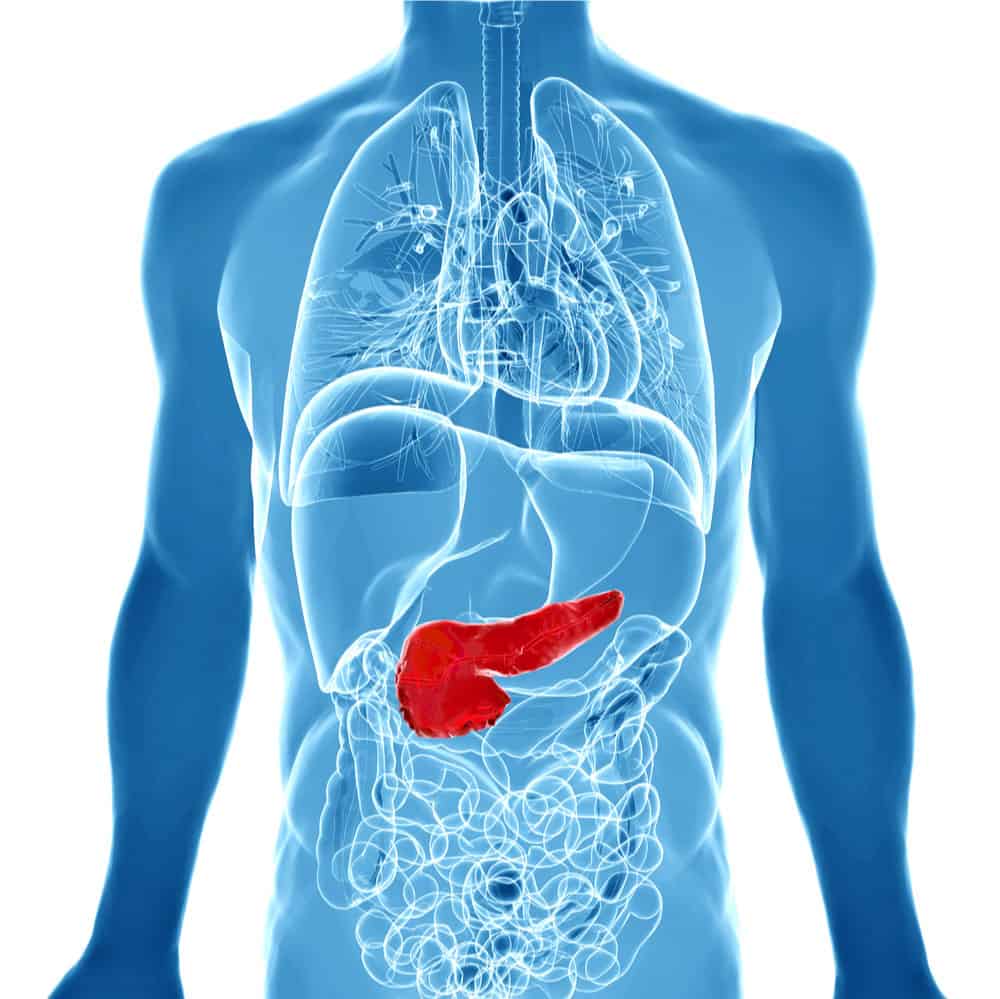 Pancreas Illustration of Pancreas location